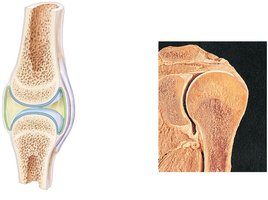 General Structure of Synovial Joints