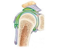 Bursae and Tendon Sheaths in Shoulder Joint