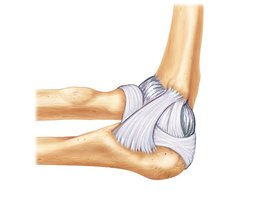 Medial View of Right Elbow