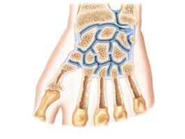 Wrist Joints, Coronal Section