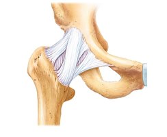 Anterior View of Right Hip Joint