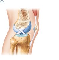 Cruciate Ligaments Taut in Extended Knee