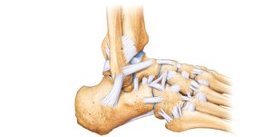 Right Ankle, Lateral View