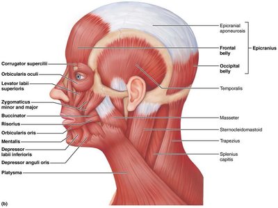 Labeled diagram of the major muscles of the human head and neck