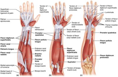 Posterior compartment muscles of the forearm and hand