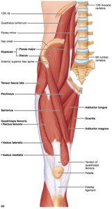 Muscles originating from the pelvis, including iliopsoas and sartorius