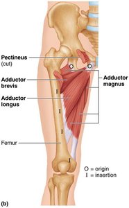 Medial compartment muscles of the thigh, including adductors and gracilis