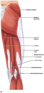 Anterior compartment muscles of the thigh, including quadriceps femoris and tensor fasciae latae