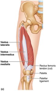 Gluteal muscles including gluteus maximus and medius