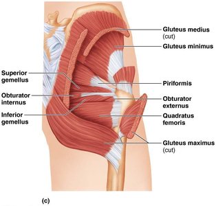 Posterior compartment muscles of the thigh (hamstrings)
