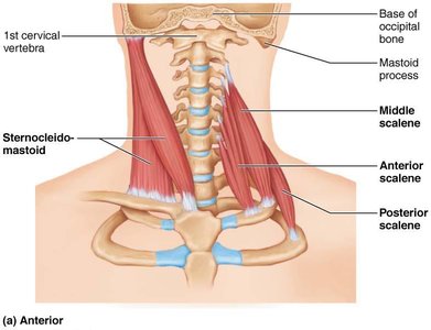 Anterior view of the neck showing sternocleidomastoid and scalene muscles