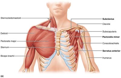 Superficial muscles of the thorax and shoulder, including pectoralis major, deltoid, and serratus anterior