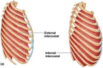 External and internal intercostal muscles between the ribs