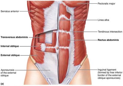 Muscles of the abdominal wall, including rectus abdominis, external oblique, internal oblique, and transversus abdominis