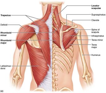 Posterior view of trunk muscles including trapezius, latissimus dorsi, and rotator cuff muscles