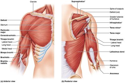Muscles of the arm acting on the forearm, including biceps brachii, triceps brachii, and brachialis