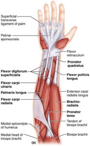 Anterior compartment muscles of the forearm and hand