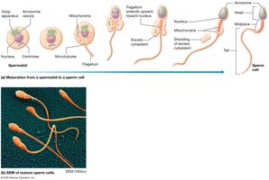 Spermiogenesis: maturation of sperm