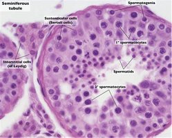 Spermiogenesis: maturation of sperm