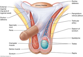Scrotum and spermatic cord anatomy