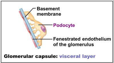 Glomerular capsule: visceral layer with podocytes