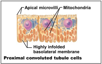 Proximal convoluted tubule cells