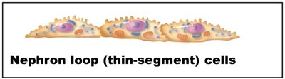 Distal convoluted tubule cells