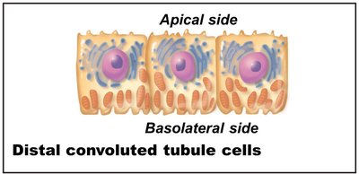 Collecting duct cells