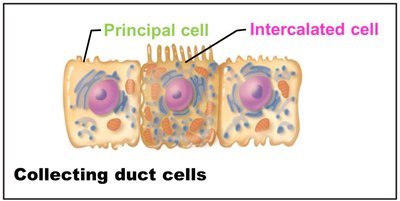 Collecting duct cells