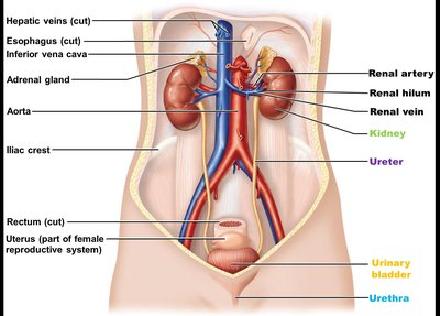 Diagram of urinary system organs