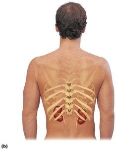 Posterior view of kidney position