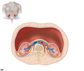Cross-section showing kidney and supportive tissues