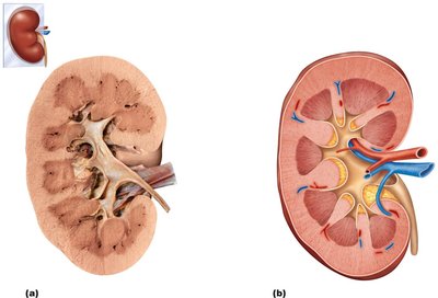 Internal anatomy of the kidney