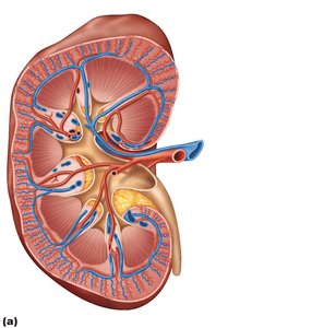 Blood vessels of the kidney