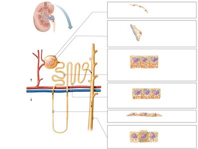 Location and structure of nephrons
