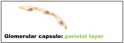 Glomerular capsule: parietal layer