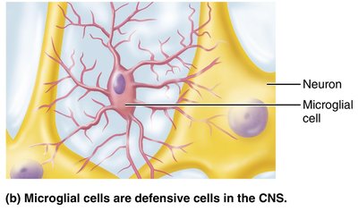 Microglial cells as defensive cells in the CNS