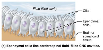 Ependymal cells lining cerebrospinal fluid-filled CNS cavities