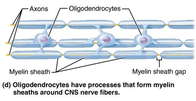 Oligodendrocytes forming myelin sheaths in the CNS