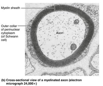 Myelination of an axon by Schwann cells