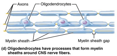 Oligodendrocytes forming myelin sheaths in the CNS