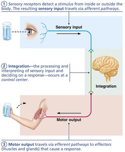Diagram of nervous system functions: sensory input, integration, and motor output