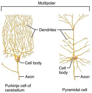 Multipolar neuron examples: Purkinje and pyramidal cells