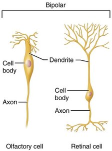 Bipolar neuron examples: olfactory and retinal cells