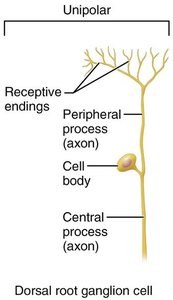 Unipolar neuron example: dorsal root ganglion cell