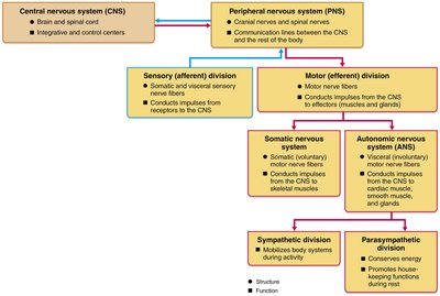 Organization chart of the nervous system