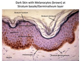 Histology of dark skin showing epidermal layers and melanocytes