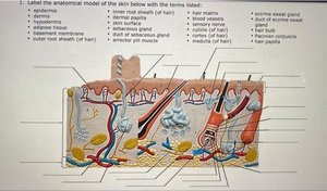 Anatomical model of the skin with labeled structures including glands, hair, and layers