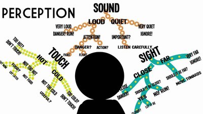 Diagram of perception pathways for touch, sound, and sight