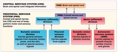 Diagram of CNS and PNS divisions